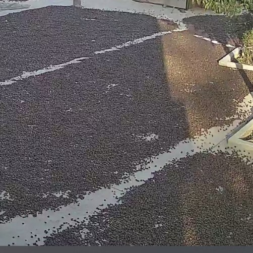 万年县江西自种山茶油