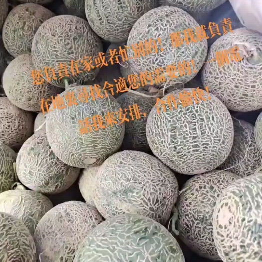 东方市25哈密瓜42带40-44