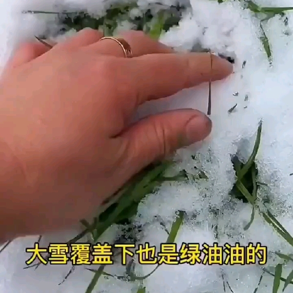 小粒黑麦草种子秋冬多年生草籽耐寒牧草猪牛羊鸡鸭鹅鱼草批发