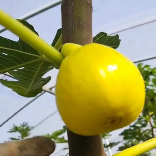 无花果苗，品种多样规格齐全，当年栽植当年结果