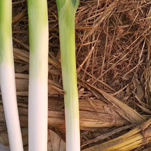 大葱