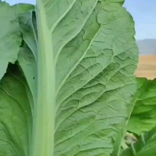 威宁县青菜