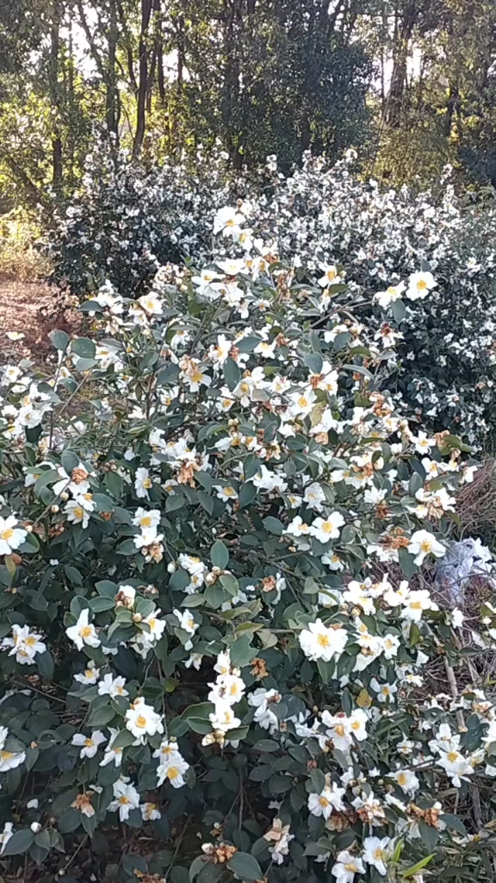 百花蜜   冬蜜