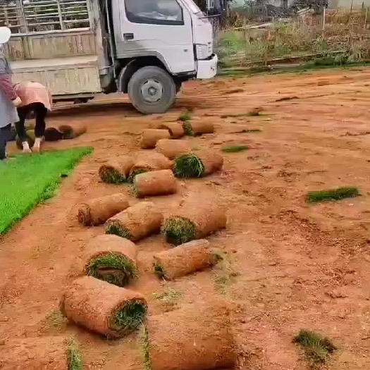 安宁市混播黑麦草