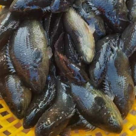 廉江市4两起9两头的攀鲈鱼+巴毛鱼+过山鲫+广西兵