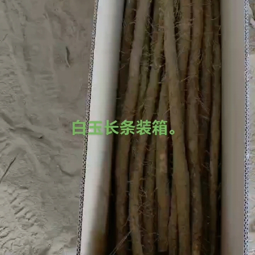莘县白玉山药开装箱，电商货