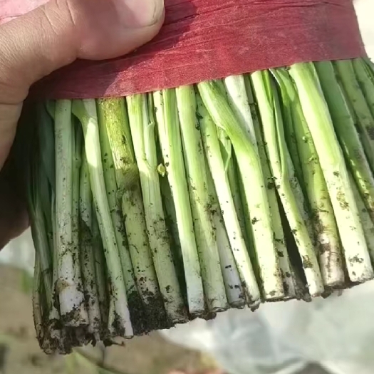 乐亭县精品韭菜