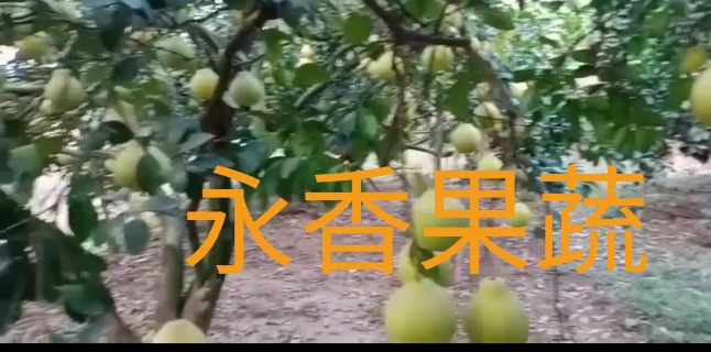 美好明天江永五香特產(chǎn)果蔬店