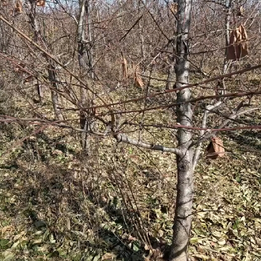 占地树，结果树，量大优惠