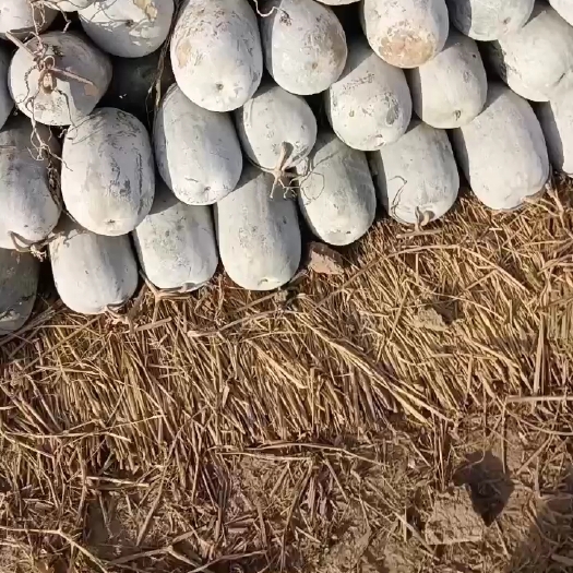 杞县一串铃冬瓜