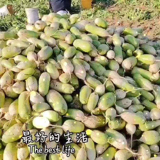 文水县青萝卜