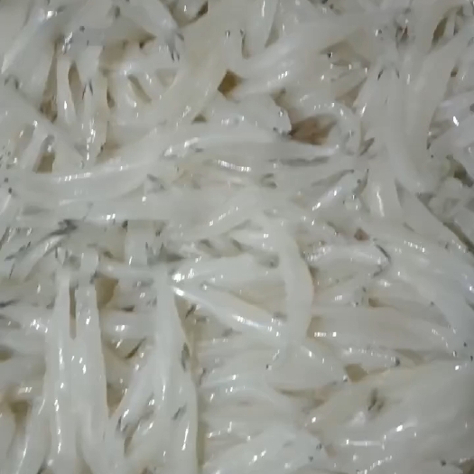 青岛大银鱼