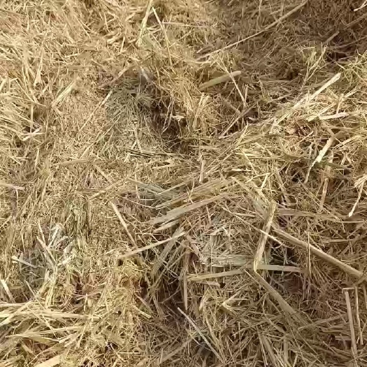 枣庄无土白亮