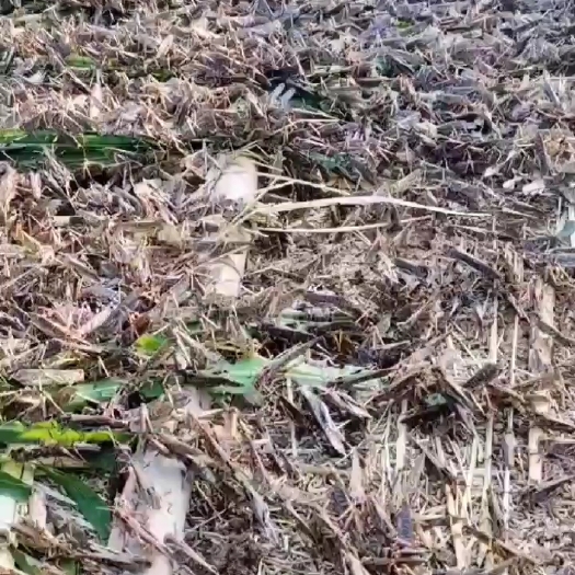 来宾准备出棚，有需要的朋友看过来