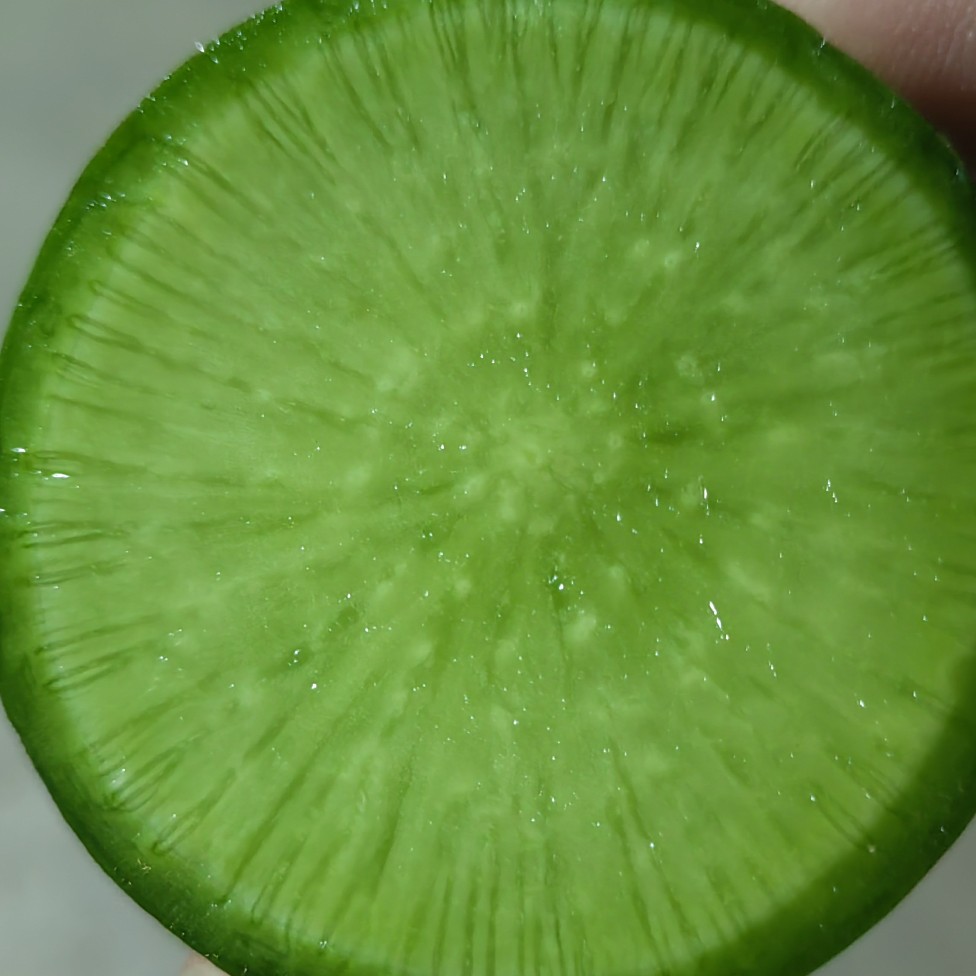 水果萝卜，绿皮绿心，基地直供，货源充足，欢迎考察