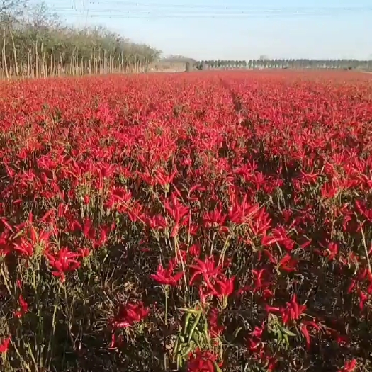 宝丰县三樱辣椒