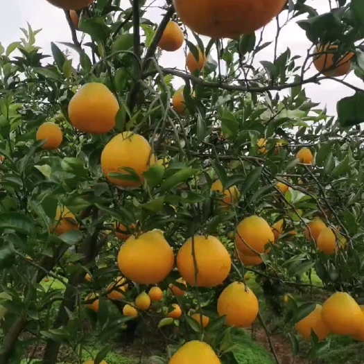 遂宁耙耙柑大量上市
