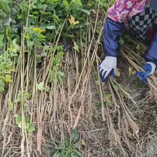 庐山市枫香树
