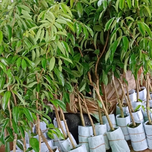 灵山县无核荔枝1~2公分