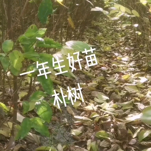庐山市小叶朴  朴树 朴树小苗批发销售