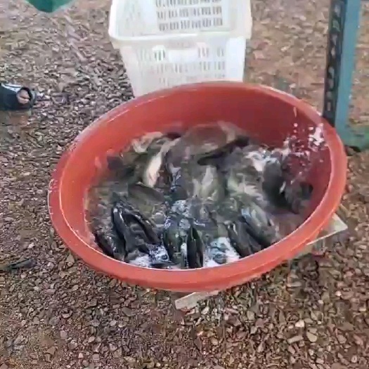 南宁加州鲈鱼