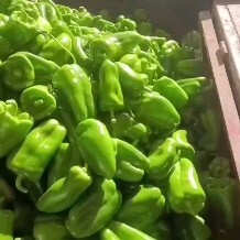 商河县圆椒