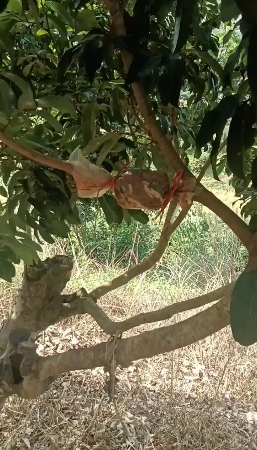南宁仙进奉荔枝苗