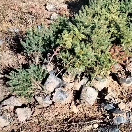 西和县云杉