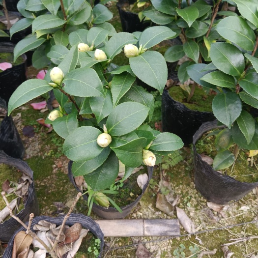 漳平市16杯十八学士