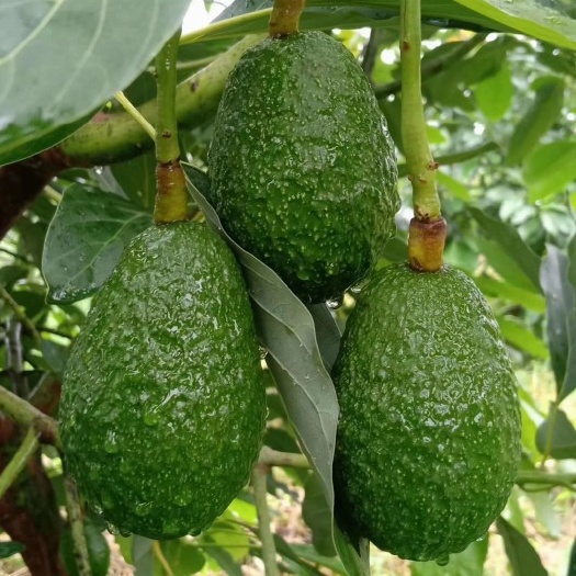 孟连县牛油果