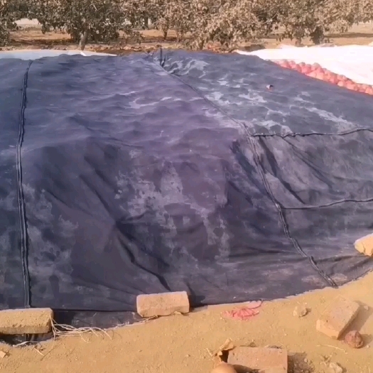 绥中县绥中寒富大量有货