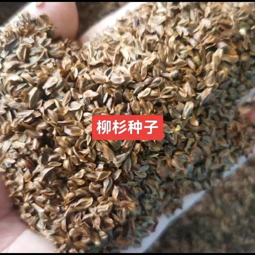 九江柳杉种子 柳杉小苗培育基地 新种子价格 产地批发