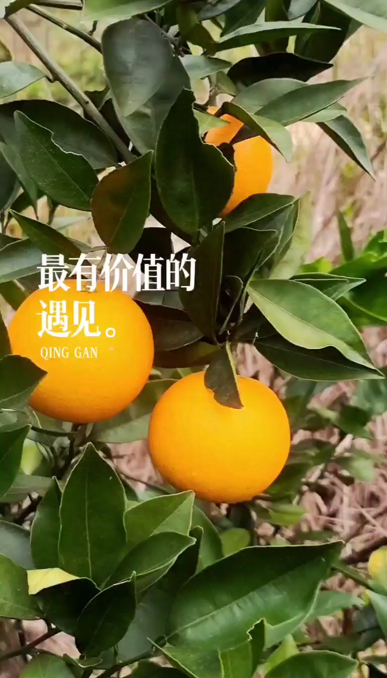 湖南永州蜜香橙