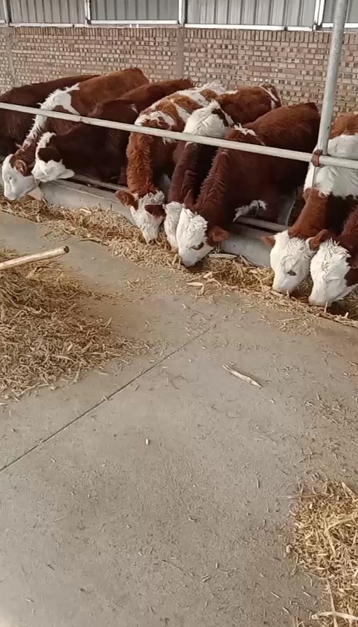 忻州西门塔尔肉牛