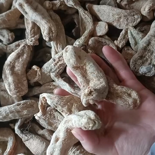 成都干天麻  全国各地可以发  一手货源