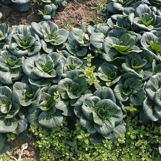 江阴市苏州青