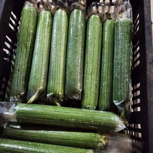 漳州香丝瓜，大型基地种植。支持各种打包方式。专业。打包团队。