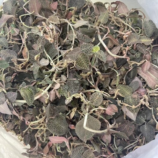 东兴市新鲜小叶金线莲，大山纯货，的货少比种植的好太多