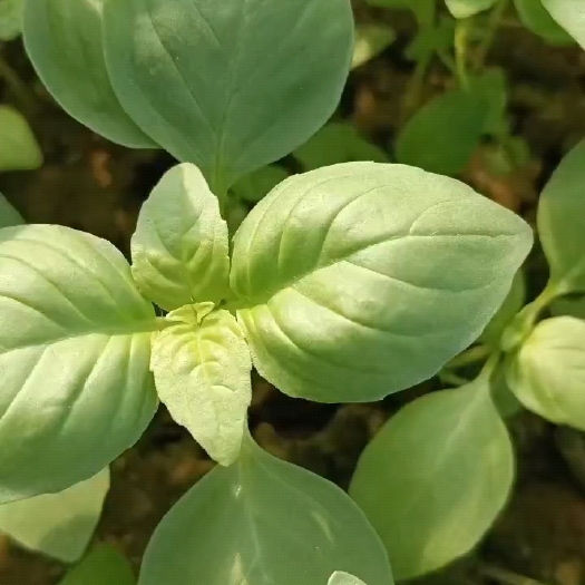 扶沟县河南特产鲜荆芥