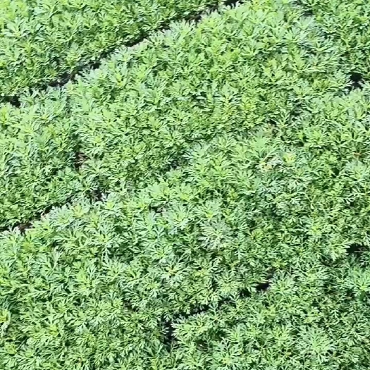 宜良县木春菊苗