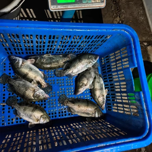 西安鳜鱼批发