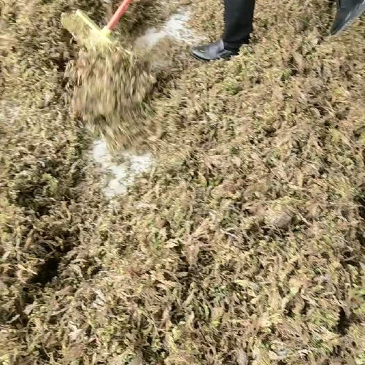 石棉县卷柏   还魂草