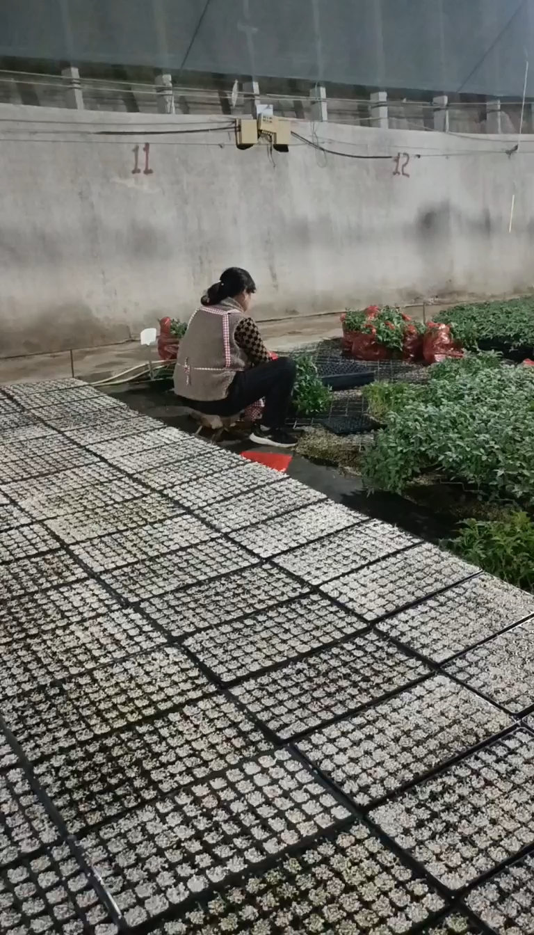 大粉番茄苗
