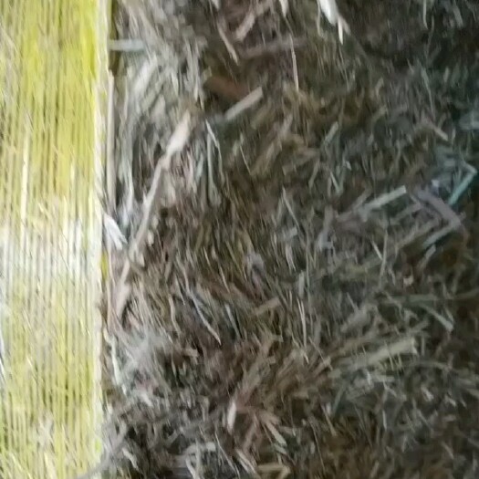 黄骅市青干草批发牛羊草料秸秆苜蓿