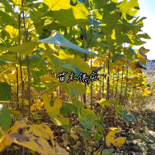 利川市黄柏种苗
