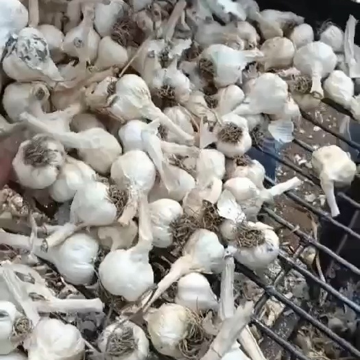 白皮大蒜