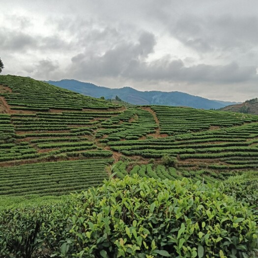 漳平市漳平水仙茶，自家茶园