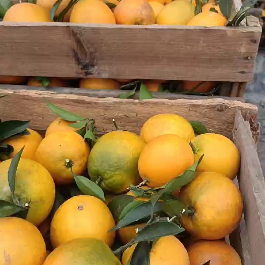 永顺县自家果园大批量发货
