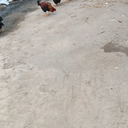 上饶黑鸡
