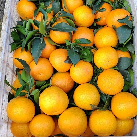 丹棱县眉山爱媛38